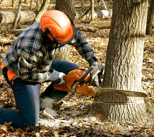 Tree Removal in Hanson, MA